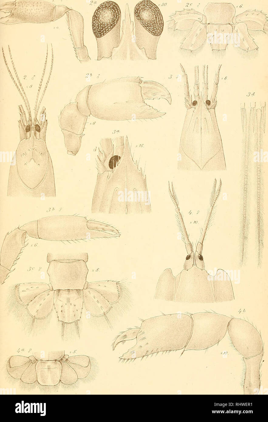 . Bericht über die im indischen Archipel von Dr. J. Brock gesammelten Decapoden und Stomatopoden. Decapoda (Crustacea) -- India; Stomatopoda -- India. /Vpchivf.Naturgesch. 188T. ieMoucdel. WA.Meyn ICdi.. l.Ax. affinis Sclypeatus 3 Brockii 4.Callianassa ambomensis. Please note that these images are extracted from scanned page images that may have been digitally enhanced for readability - coloration and appearance of these illustrations may not perfectly resemble the original work.. Man, J. G. de, (Johannes Govertus. 1850-1930; Brock, J. [Berlin, Nicolaische Verlags-Buchhandlung Stock Photo