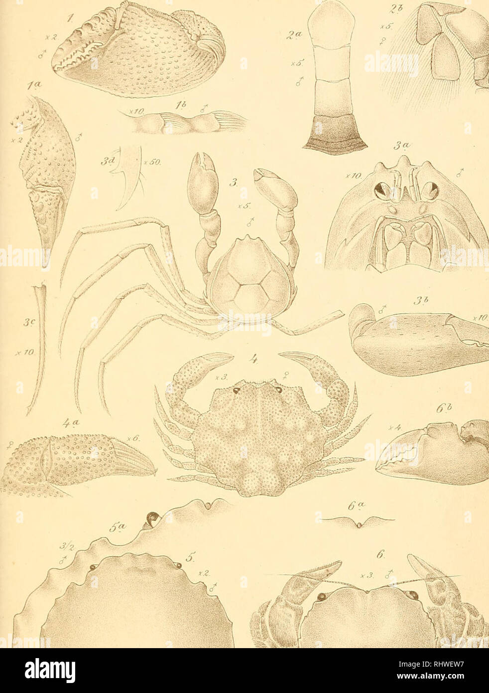 . Bericht Ã¼ber die im indischen Archipel von Dr. J. Brock gesammelten Decapoden und Stomatopoden. Decapoda (Crustacea) -- India; Stomatopoda -- India. Archiv fNaturgesch. 188T â iat Ai. Taf. Xni. 0. WA3lei/7iy lÃ¼k'. J.&amp;die.Man, ixs/ 1.Sesarmallvida A.M.Edw. 2.PiniiixaFischen AM.Edw. SEIamene Filholi n.sp. 4^.Ebalia Pfeffert n.sp. S.Dromidia caput-raortuuitiLatr. 6, D. australiensis Hasw. Please note that these images are extracted from scanned page images that may have been digitally enhanced for readability - coloration and appearance of these illustrations may not perfectly resemble t Stock Photo