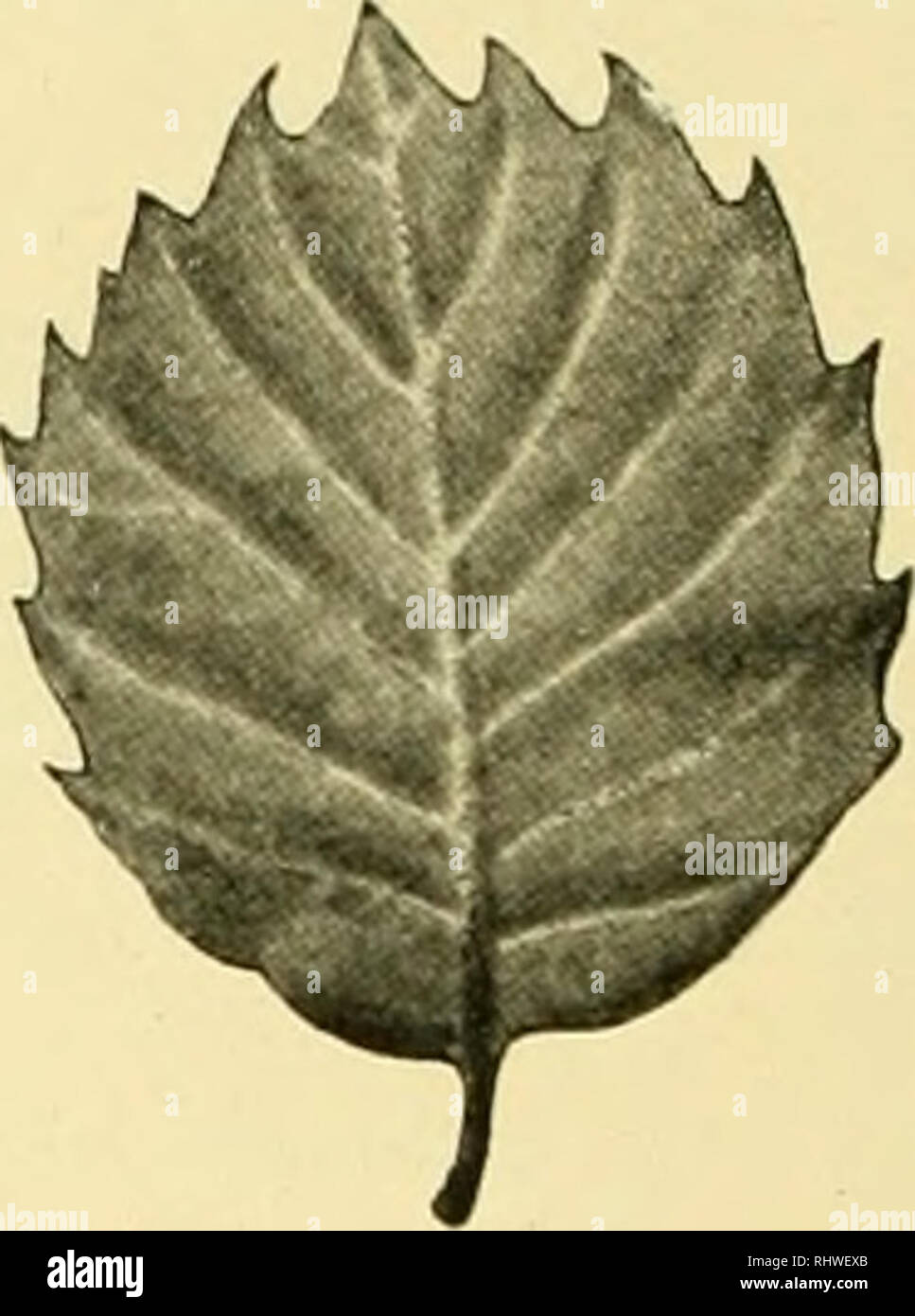 . Bergens Museums skrifter. Science. Fagaceae A. Br. Quercus lusitmiica Lam. Eucycl. Jlctli. I, 719 (1783); A. DC. Prudr. XVI, 2, 17; liui.ss. V. (iricut. IV. ll(i(i. A?u; subsp. Q. infectoria Oliv. Voy. I, 2.52, tab. 14 et 15 (1804); Poecb, Euum. plant. Cypr. 12: q. lusitan. suli.sp. oricntaiis A. DC. Prodr. XVI, 2, 18 (1861). Q. infectoria et Q.-inamis Kotsdiy, Cypern, 215—16 (1865). The characters distin- guishing- Kotscht's Q. infec- toria, Q. inermis and othei' re- lated &quot;species&quot;, of wliich he lia.s described a considerable number,—chiefly the shape and pubescense of the leave Stock Photo