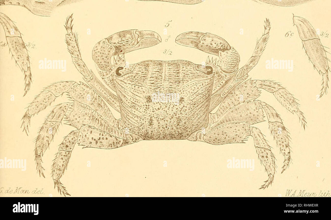 . Bericht über die im indischen Archipel von Dr. J. Brock gesammelten Decapoden und Stomatopoden. Decapoda (Crustacea) -- India; Stomatopoda -- India. WJMei/rvliXk: IPleurophricus spinipes n.sp. S.Macrophtlialmiis setosus M.Edw. S.M.depressusRüpp. 4.M.convexus Stimps. 5.Metop.T]iiikuliar Owen. G.M.messor FnrsV. Please note that these images are extracted from scanned page images that may have been digitally enhanced for readability - coloration and appearance of these illustrations may not perfectly resemble the original work.. Man, J. G. de, (Johannes Govertus. 1850-1930; Brock, J. [Berlin, N Stock Photo