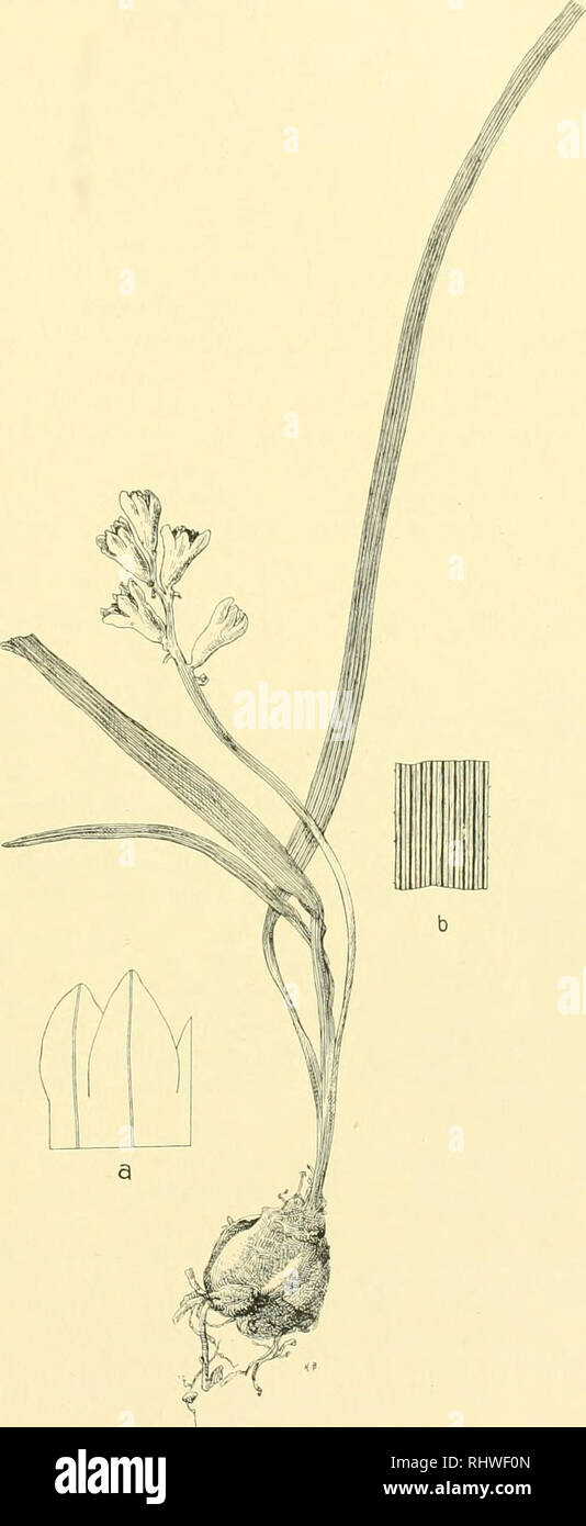 . Bergens Museums skrifter. Science. List of Spontaneous Vascular Plants, hitherto observer! in (^'yjirns. 51 Dry fields between Larnaka and Atliienu (KoT«cHY 1859, no. 412!) as well as at Famagusta (UK 93 a). Hyacintbus rotnanu.s L. .Mant. II. 224 (1771): Sibtli. et Smith, Prortr. I, 2^7; Fl. (iraer. IV, ;i:i, tali. :j4(); Baker in Jouru. Linn. Soc. XI, 4.S1. Bellcralia romana Rchh. Fl. (ierm. exc. IO.t (18.30); Boiss. Fl. orient. V, 301; Kotscliy, ('ypern. IHB. Fields. Already mentioned by Sibthuki'. Avijora and Makhaeras (UK). H. trifoliatiis Ton. Fl. Xaj]. IIL ;!76. tali. IHH (1S24-2H); li Stock Photo