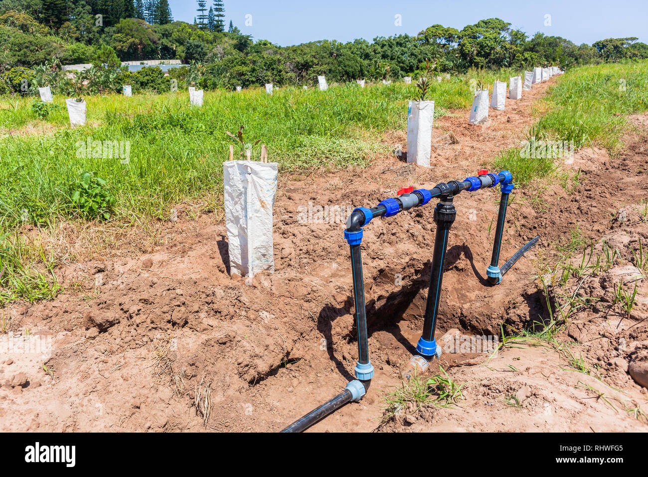 Farmland fruit trees with new black nylon plastic pvc water pipes