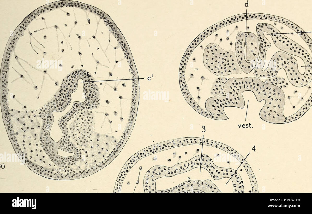 Bergens Museums aarbok. Science; Natural history. Taf. V-VI. f1 i^l^W/f^^ :  :°Æ«V, ./V/»:V *1 ^&gt;Vtf. 1. c. 36. Please note that these images are  extracted from scanned page images that may