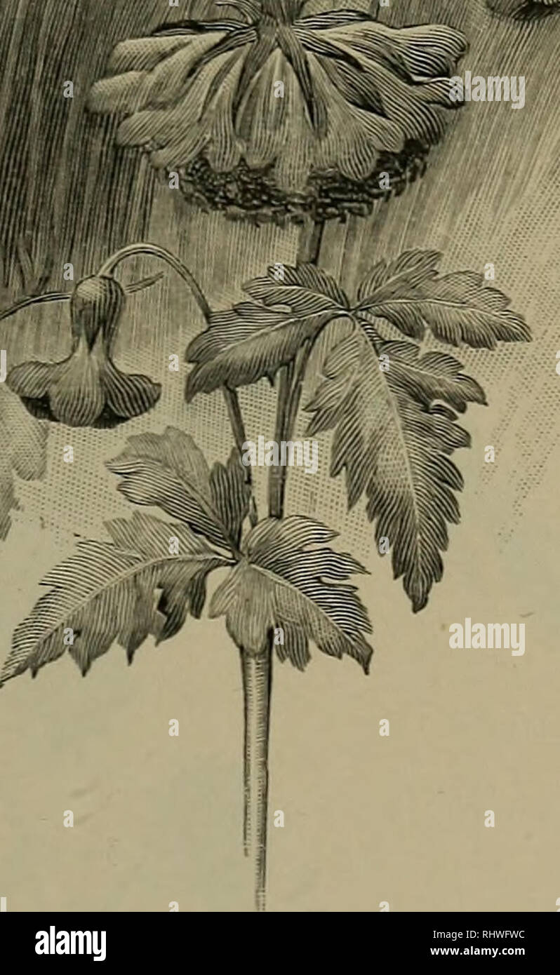 Cleistogamous flowers hires stock photography and images Alamy