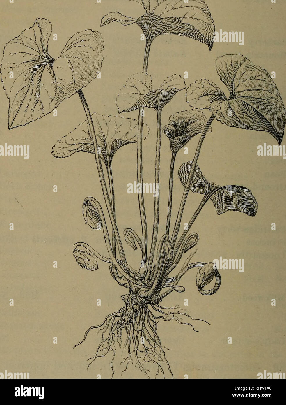 Cleistogamous flowers hires stock photography and images Alamy