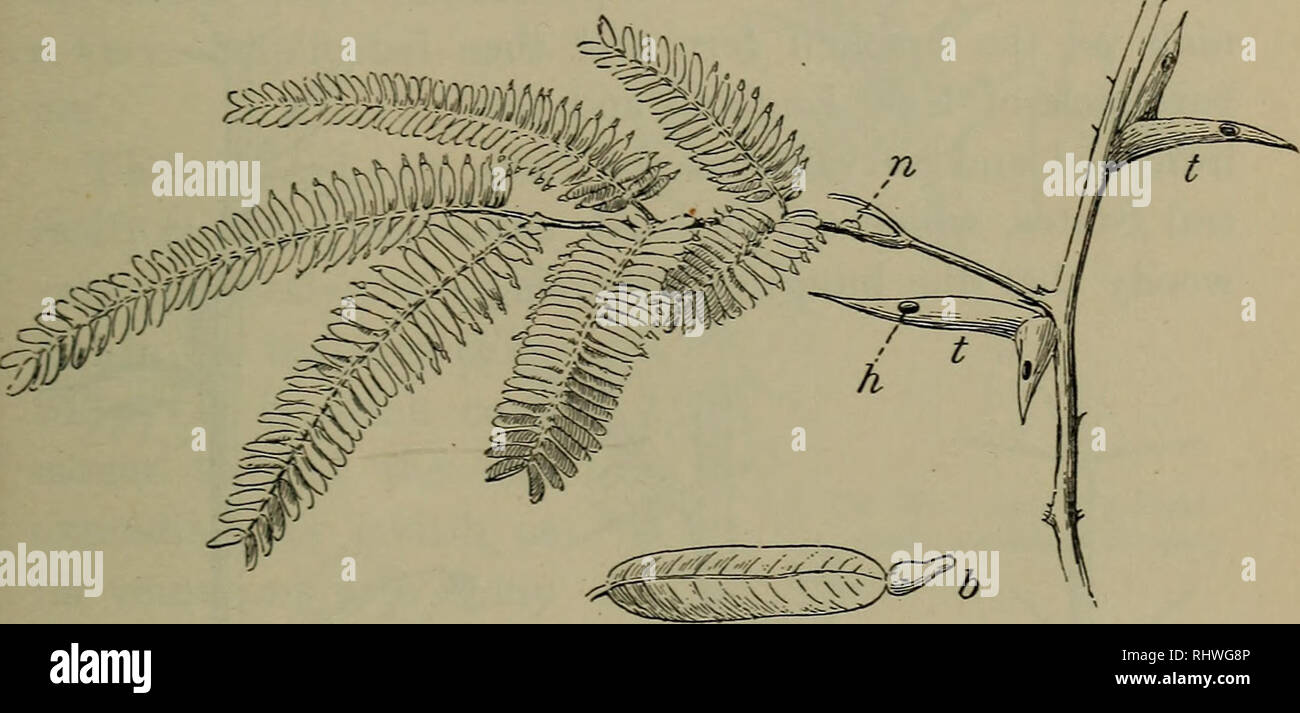 Foundations Of Botany Botany How Plants Protect Themselves 347 Growths Are Known From Their Discoverer As