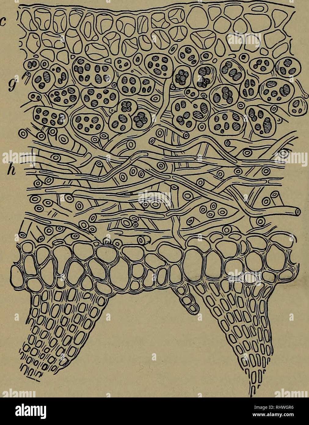 Resembling fungal hyphae hi-res stock photography and images - Alamy