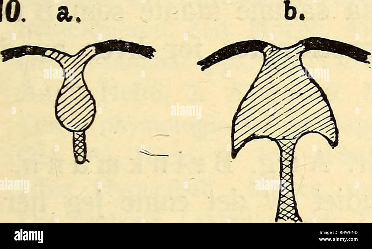 . Bergens Museums aarbok. Science; Natural history. Studier over mammarorganernes utvikling hos Phocaena communis. 33 dannet, til det stadium, hvorfra den videre utvikling av mammar- organerne hos marsupialier og placentalier i hovedtrækkene blir forskjellige. Fra dette stadium av trænger hos marsupialierne patte- grupen stadig længer ind i mammaranlægget. Fra bunden av denne grupe vokser patten frem. Hos Phocaena trænger aldrig patte- grupen dypt ind. Den blir værende som den grunde grupe utenfor den trangeste del av mammaranlægget. Mammaranlægget i sin helhet stanser meget snart sin vekst in Stock Photo
