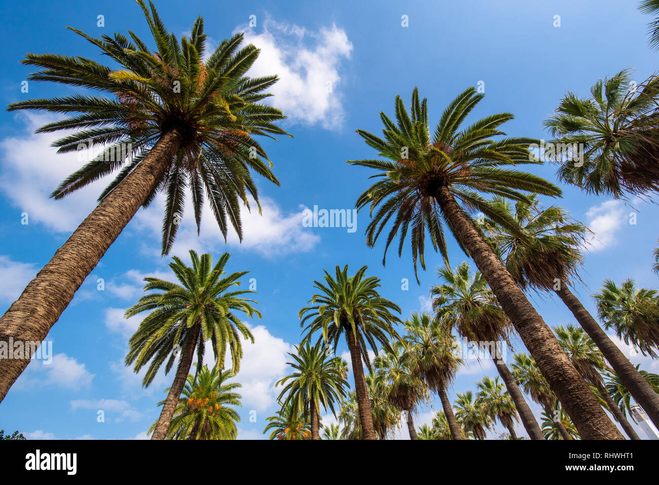 Panorama of Palm trees in The Arab League Park ( Parc de la Ligue Arabe ) in Casablanca, Morocco. Main attraction and beautiful green garden Stock Photo