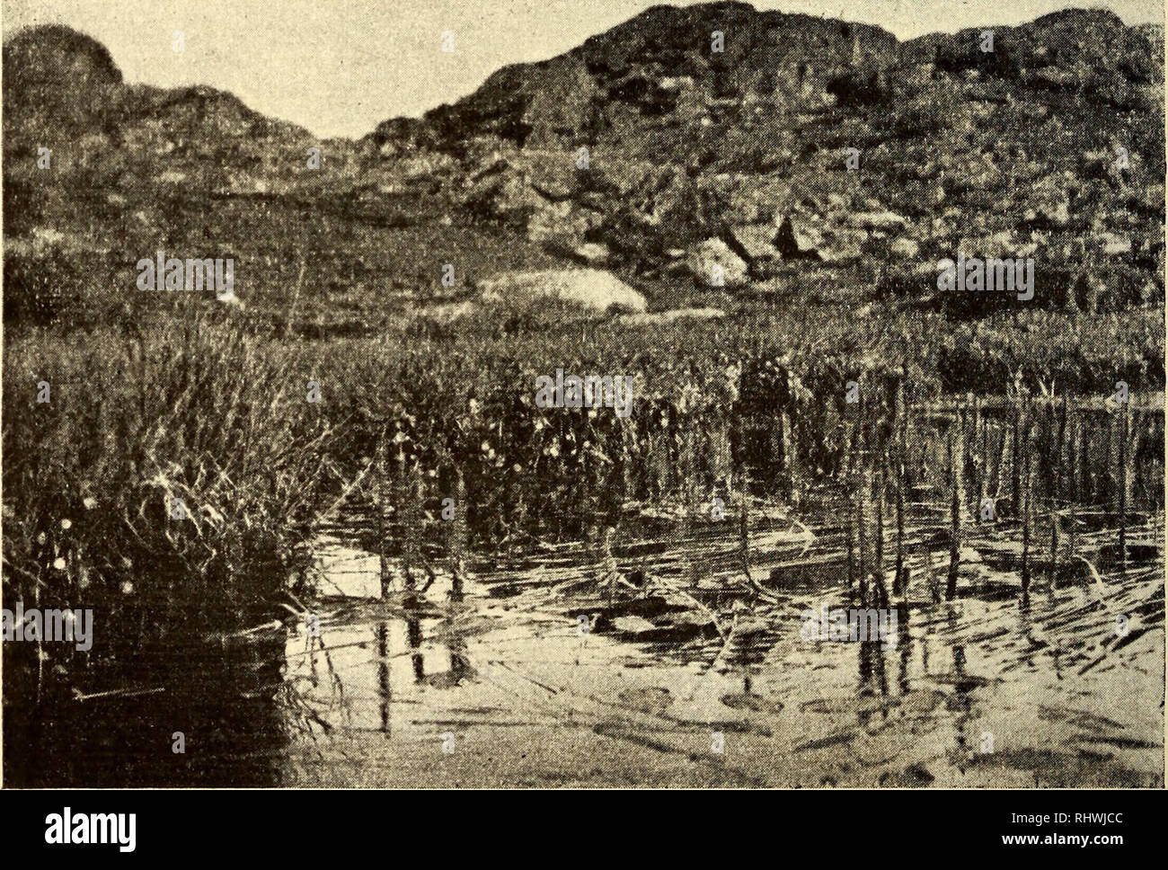 . Bergens Museums aarbok. Science; Natural history. Fig. 4. Assoziationen von Potamogeton natans, Scirpus palustris und Glyceria fluitans im Maakeskitmyr. R. N. phot. Juli 1916.. Fig. 5. Hippuris, Sparganiam affine, Potamogeton natans und Hydrocotyle im Maakeskitmyr. R. N. phot. Juli 1916.. Please note that these images are extracted from scanned page images that may have been digitally enhanced for readability - coloration and appearance of these illustrations may not perfectly resemble the original work.. Bergens Museum. Bergen : Det Museum Stock Photo