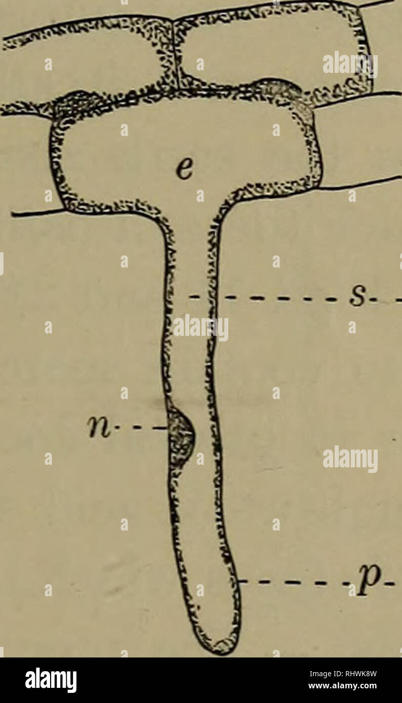 Foundations Of Botany Botany R Mainly Through The Root Hairs