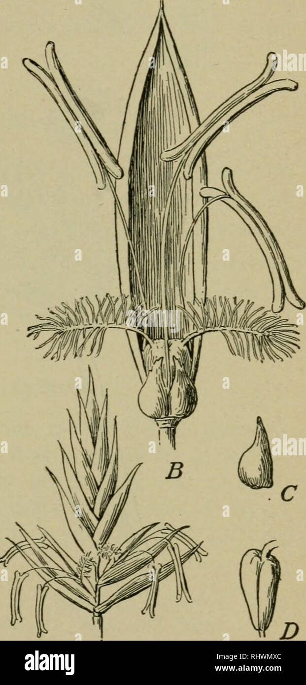 . Bergen's botany : key and flora : Pacific coast ed.. Plants. Fig. 2. — Diagram of Inflorescence of a Grass. g, sterile glumes ; ^j,a flowering glume;/&gt;2&gt; a scaly bract (palea); e, transparent scales (lodicules) at the base of the flower; B, the flower.. Fig. 3. — Fescue-grass (Festuca pratensis). A, spikelet (compare Fig. 2) ; B, &amp; flower, the lodicules in front and the palea behind ; C, a lodicule ; D, ovary. 1-many-flowered spikelets ; these are variously grouped in spikes, panicles (/. Figs. 136, A, B, C  e. Fig. 183), and so on. The fruit is a grain.. Please note that these im Stock Photo
