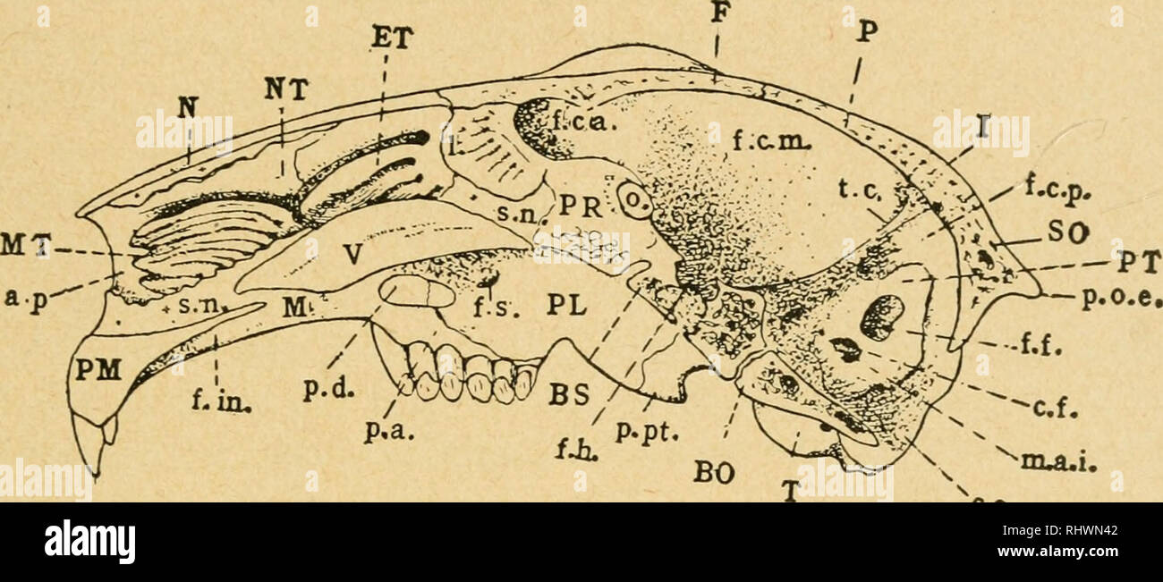 . Bensley's Practical anatomy of the rabbit : an elementary laboratory text-book in mammalian anatomy. Rabbits -- Anatomy. THE SKULL AS A WHOLE 177 of the ethmoid bone, and serving for the transmission of the divided olfactory nerves. Its median portion projects sHghtly into the cranial fossa as a low ridge, the crista galli, which is interposed between the tips of the olfactory bulbs. In the ventrolateral portion of the cranial cavity may be found the internal openings of the foramina described above, namely, the superior orbital fissure, the foramen lacerum, the jugular foramen, and the hypo Stock Photo
