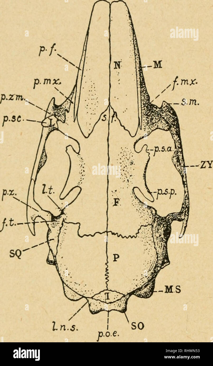 Bensley's Practical anatomy of the rabbit : an elementary ...