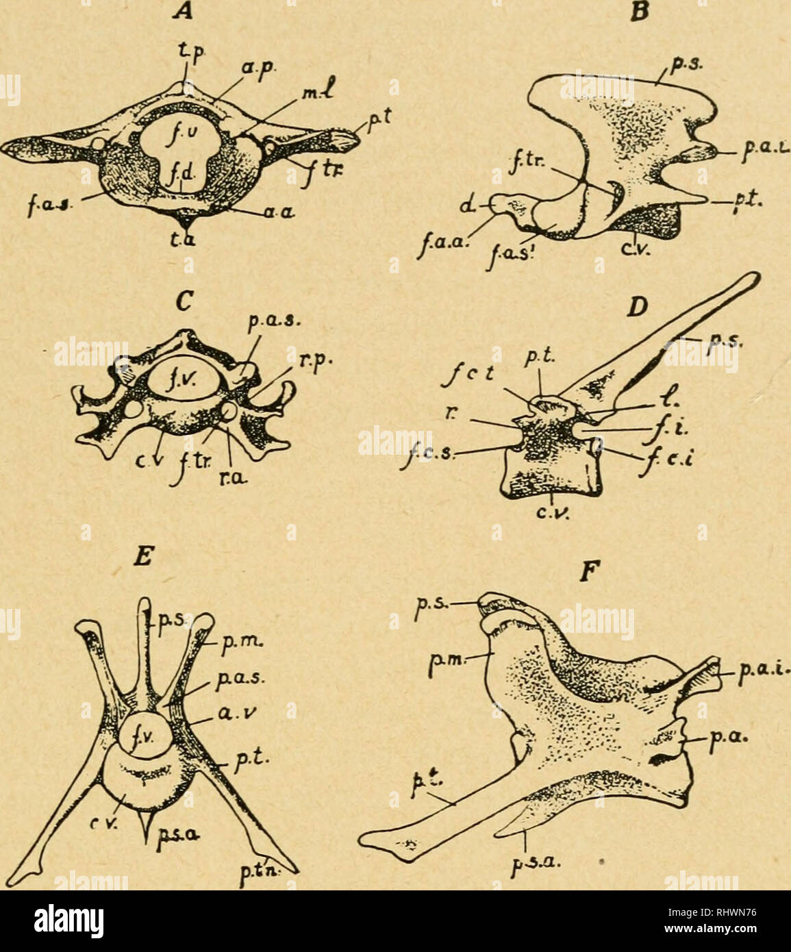 洋書　vertebrate anatomy Vertebrate Anatomy and Physiology for Veterinary Technician