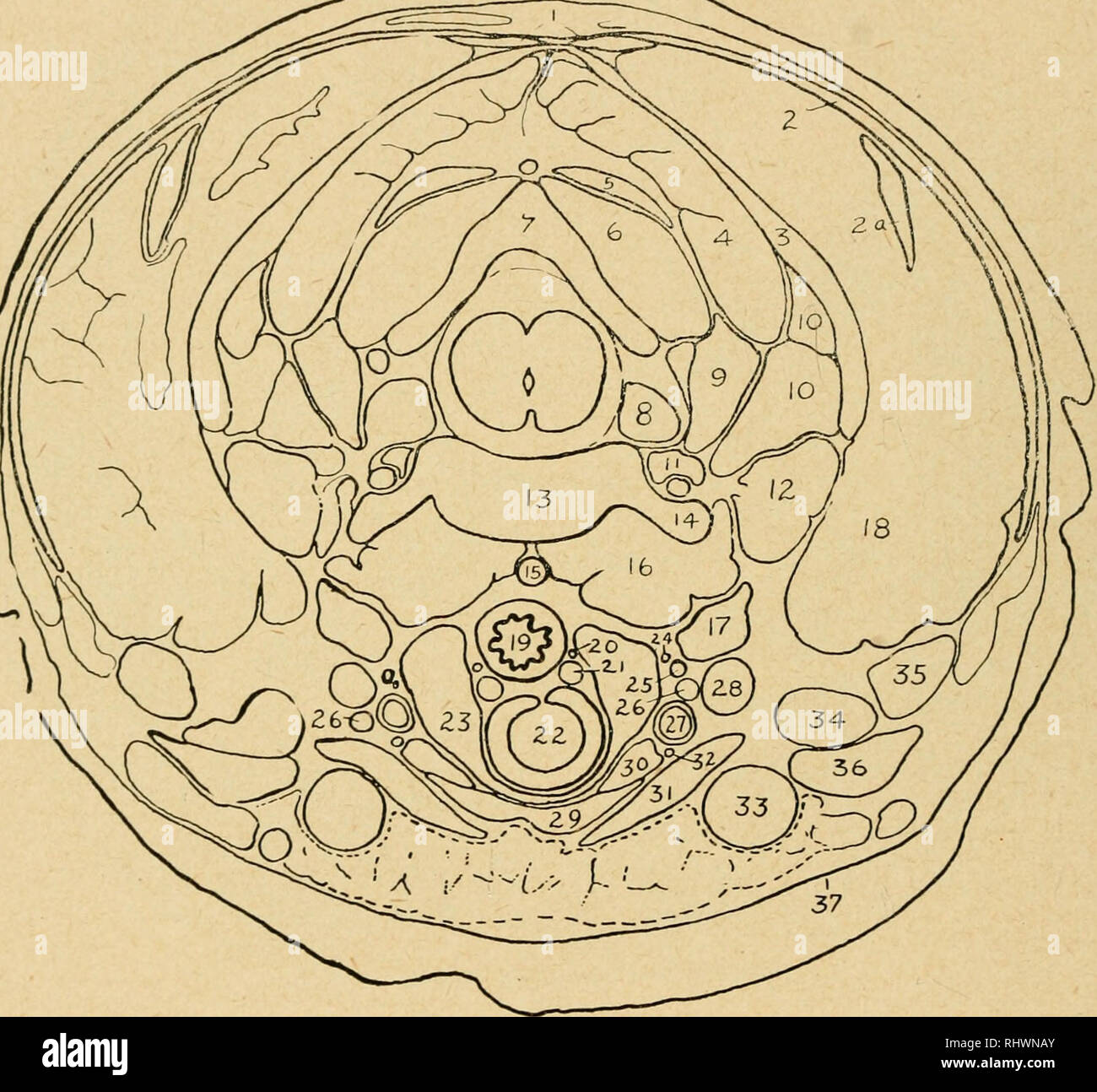 . Bensley's Practical anatomy of the rabbit : an elementary laboratory ...