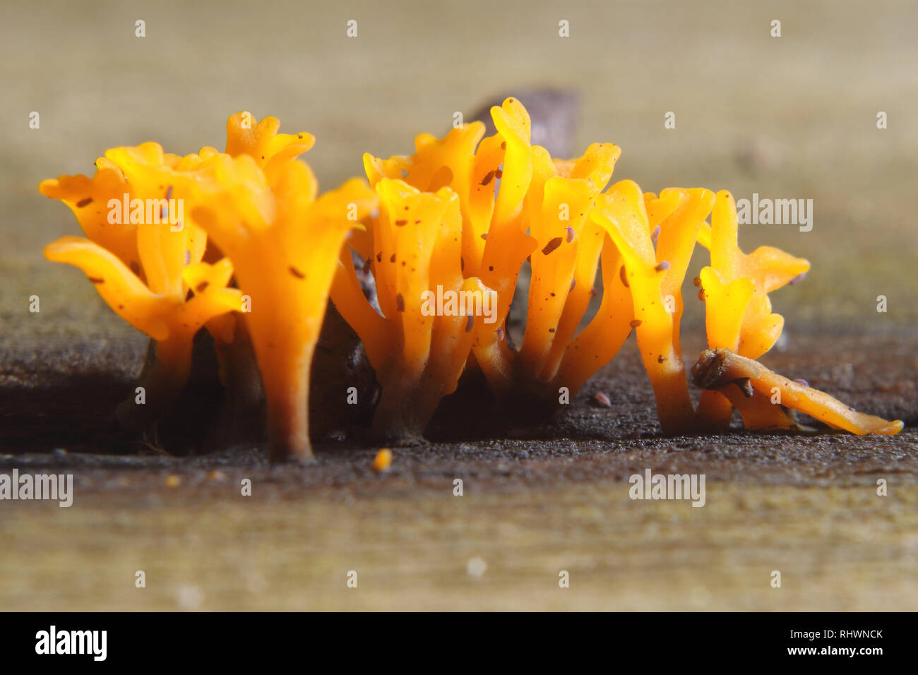 Fungi on dead wood hires stock photography and images Alamy