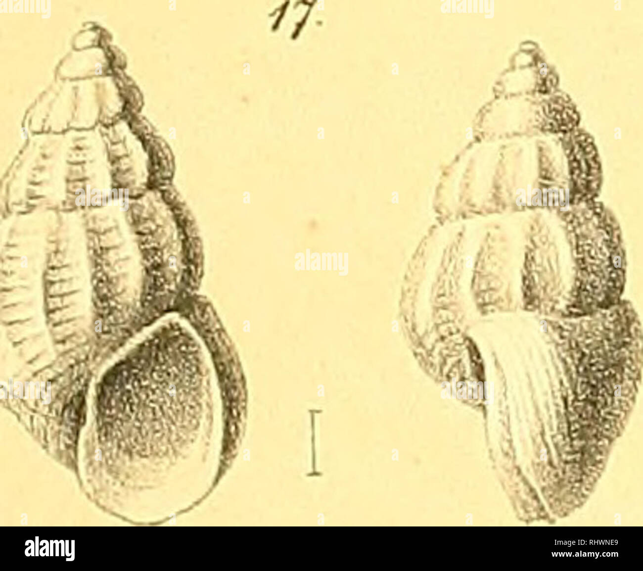 . Über die Familie der Rissoiden. II. Rissoa. Gastropoda. . Please note that these images are extracted from scanned page images that may have been digitally enhanced for readability - coloration and appearance of these illustrations may not perfectly resemble the original work.. Mohrenstern, Gustav Schwartz von. [Wien, K. K. Hof- und Staatsdruckerei] Stock Photo