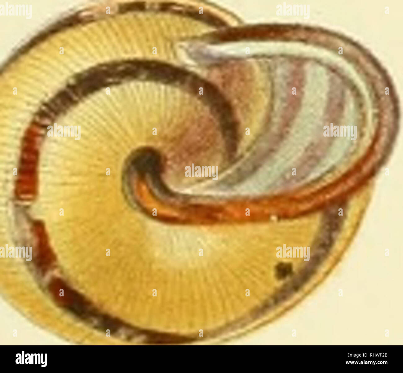 . Über die Bastarde von Helix Hortensis Müller und Helix Nemoralis L. : eine Untersuchung zur experimentellen Vererbungslehre. Gastropoda; Helix hortensis; Cepaea nemoralis. 2 3. Sleiner ad na I) 15 19 2 4 12 16 2 0 &quot;' 2 5 €&gt;. Please note that these images are extracted from scanned page images that may have been digitally enhanced for readability - coloration and appearance of these illustrations may not perfectly resemble the original work.. Lang, Arnold, 1855-1914. Jena : Gustav Fischer Stock Photo