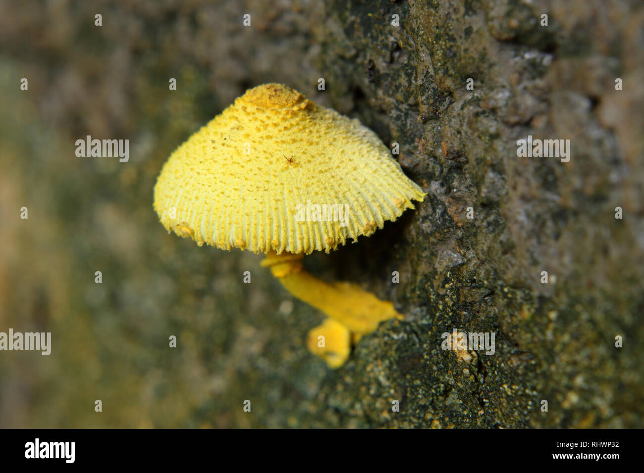 Small yellow mushroom growing in a crack Stock Photo Alamy