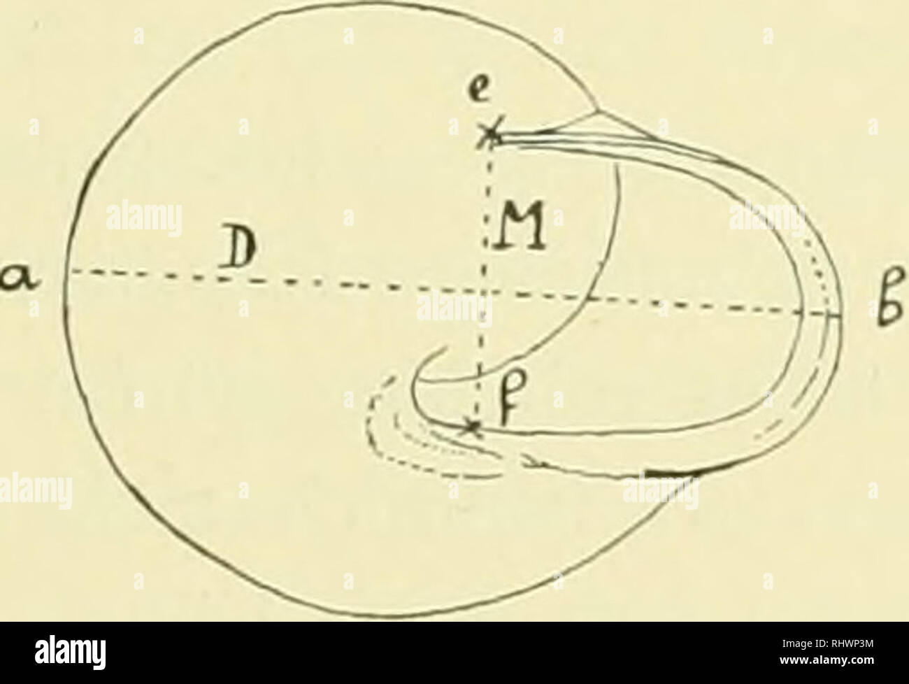 . Über die Bastarde von Helix Hortensis Müller und Helix Nemoralis L. : eine Untersuchung zur experimentellen Vererbungslehre. Gastropoda; Helix hortensis; Cepaea nemoralis. I e-x-tfwjt/vr 3. Twtfi. Please note that these images are extracted from scanned page images that may have been digitally enhanced for readability - coloration and appearance of these illustrations may not perfectly resemble the original work.. Lang, Arnold, 1855-1914. Jena : Gustav Fischer Stock Photo