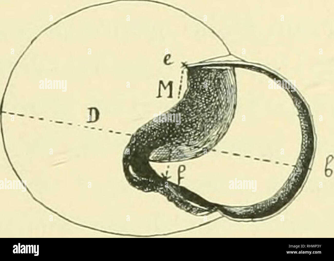 . Über die Bastarde von Helix Hortensis Müller und Helix Nemoralis L. : eine Untersuchung zur experimentellen Vererbungslehre. Gastropoda; Helix hortensis; Cepaea nemoralis. 11 in Form und Größe bei normal gewachsenen Individuen relativ weniger variiert als Form und Größe des Gehäuses. Die Mündung ist im allgemeinen bei nemoralis nicht nur absolut sondern auch relativ weiter, größer. Der Unterschied in der Form läßt sich folgendermaßen charakterisieren: Der Unterrand (Spindelrand) der Mündung zieht bei beiden Arten kurz nach dem Ursprung aus dem Nabel recht geradlinig nach außen hin zu der Ste Stock Photo