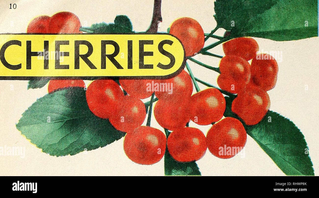 Benton cherries hi-res stock photography and images - Alamy