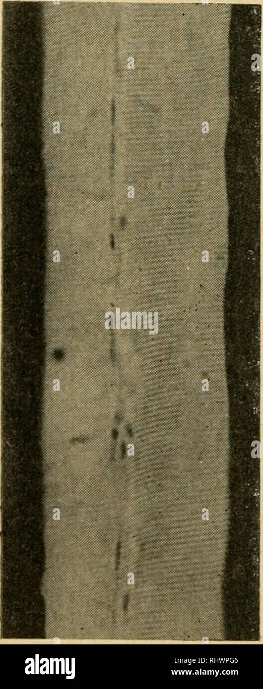 Rabbit Muscle Contraction Lab . Bensley's Practical anatomy of the rabbit : an elementary laboratory ...
