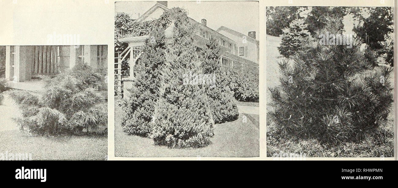 . Benton County Nursery Co., Inc. Nurseries (Horticulture), Catalogs; Fruit trees, Catalogs; Perennials, Catalogs; Vegetables, Seeds, Catalogs; Flowers, Seeds, Catalogs; Shade trees, Catalogs. PFITZER'S JUNIPER EVERGREEN GROUP NORWAY RED PINE ARBORVITAE BERCKMAN'S GOLDEN ARBORVITAE (Tr. Orientalis A urea Nana)—A perfect gem for gardens, cemetery lots, formal plantings, window boxes and tubs. It Is of dwarf, compact and symmetrical growth, with golden yellow foliage. 18 to 24 inches, S3.50; 24 to 30 inches, $5.50. CHINESE COMPACT ARBORVITAE—A low, formal, and very compact variety with bright gr Stock Photo