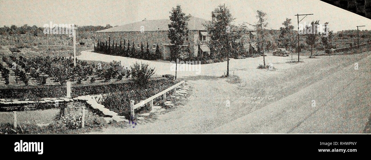 Fruit Trees Home Gardening Apple, Cherry, Pear, Plum Fruit Tree