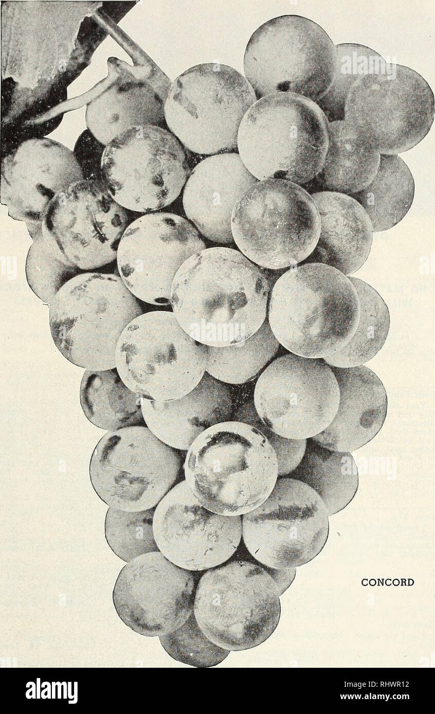 . Benton County Nursery Co., Inc. Nurseries (Horticulture), Catalogs