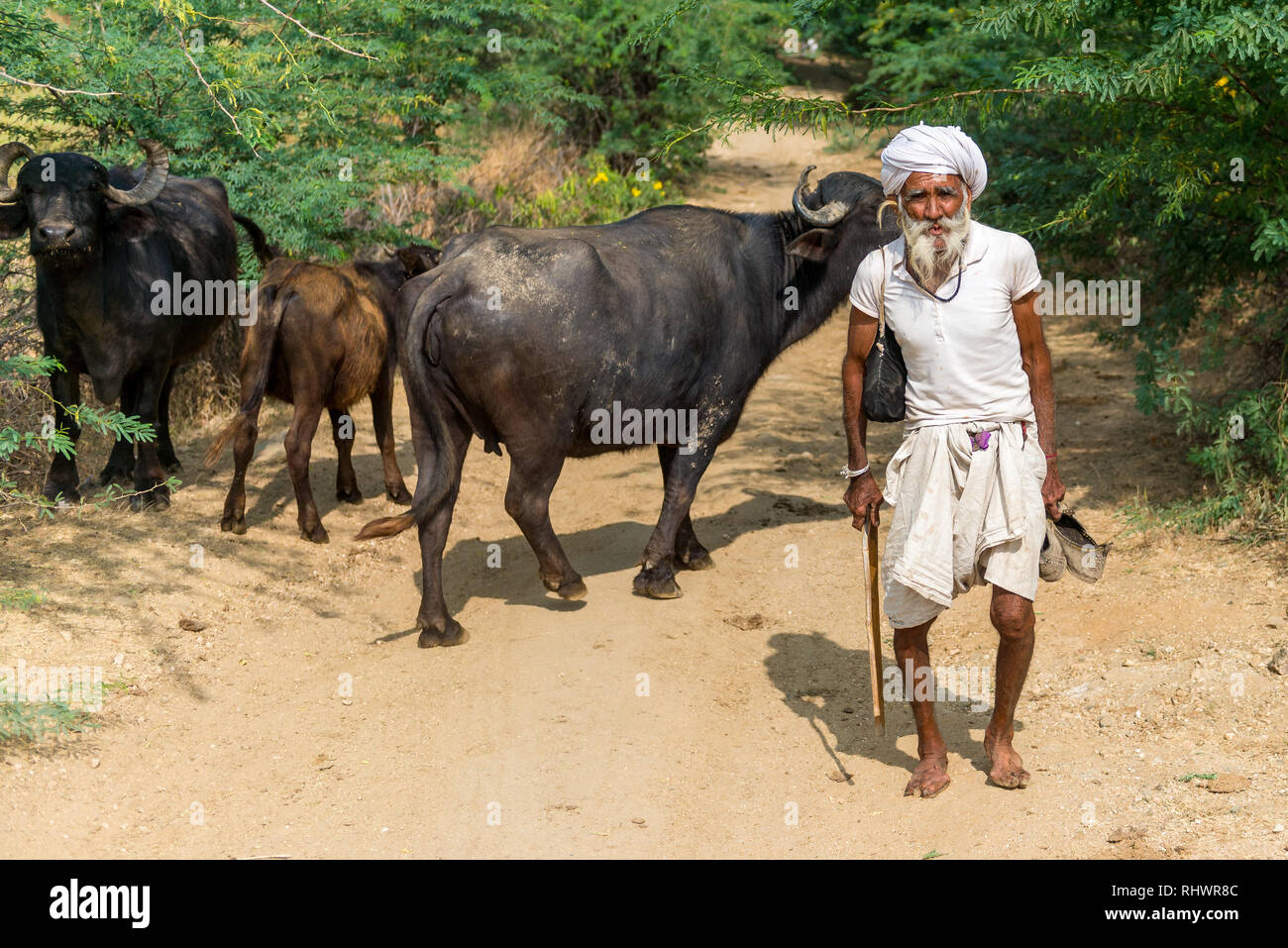 old Rabari herder with his waterbuffalos near  Bera, Rajasthan Stock Photo