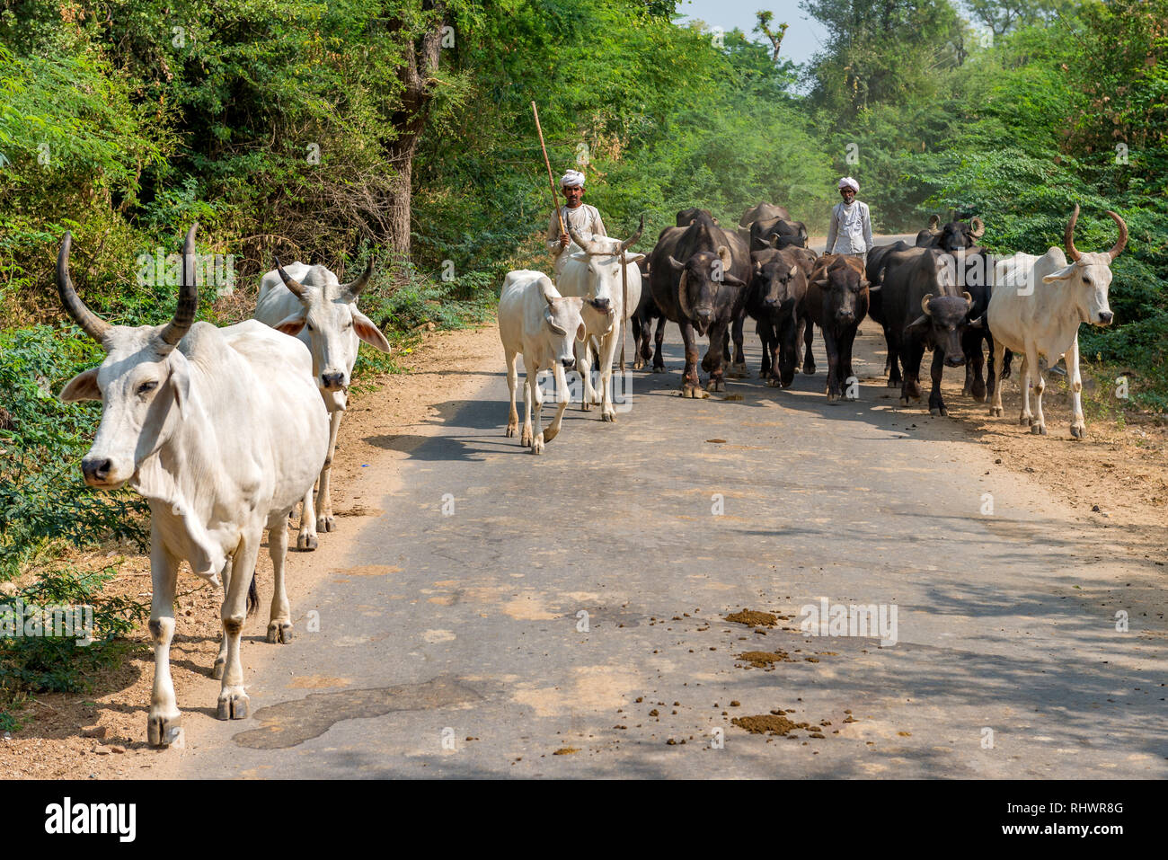 Rabari herders with waterbuffalo and cows near  Bera, Rajasthan Stock Photo