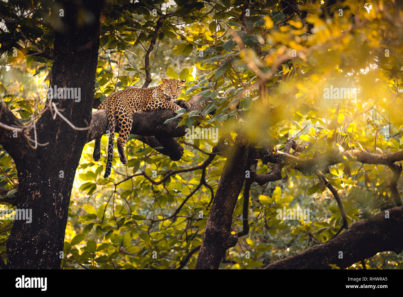 a leopard relaxing on a branch after having a meal further up in the tree Stock Photo