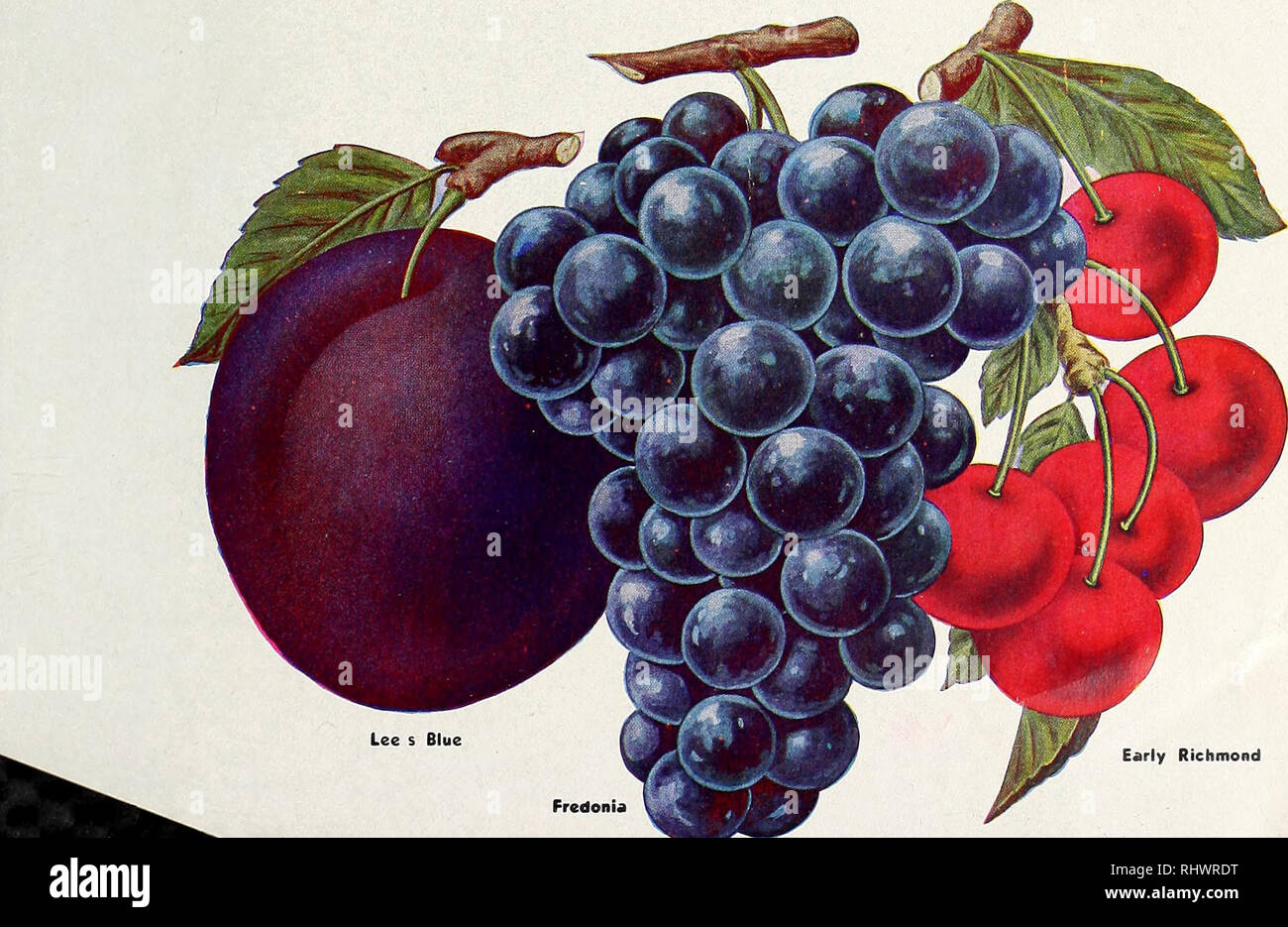. Benton County Nursery Co., Inc. Nurseries (Horticulture), Catalogs; Fruit trees, Catalogs; Perennials, Catalogs; Vegetables, Seeds, Catalogs; Flowers, Seeds, Catalogs; Shade trees, Catalogs. Fruit Special NUMBER 4 1 Lee's Blue Plum 2 Fredonia Grape 1 Early Richmond Cherry 1 California Apricot 1 South Haven Peach 1 Red Stayman Apple 1 Montmorency Cherry 1 Red Jonathan Apple Size 3 to 4 feet PRICE $605 POSTPAID Montmorency Sooth Haven. Please note that these images are extracted from scanned page images that may have been digitally enhanced for readability - coloration and appearance of these  Stock Photo