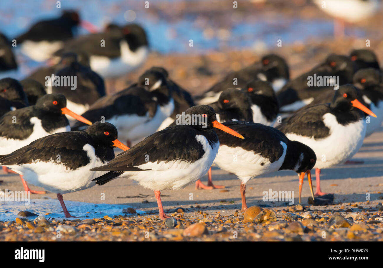 Oystercatchers (Haematopus ostralegus). Flock of Oystercatcher birds standing on a beach by the sea in Winter in West Sussex, UK. Stock Photo