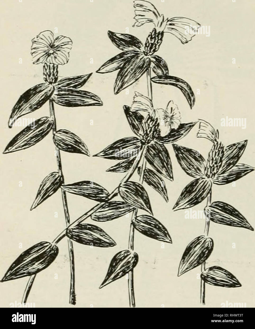 Voor indie hi-res stock photography and images - Page 7 - Alamy, image size:1076x1390