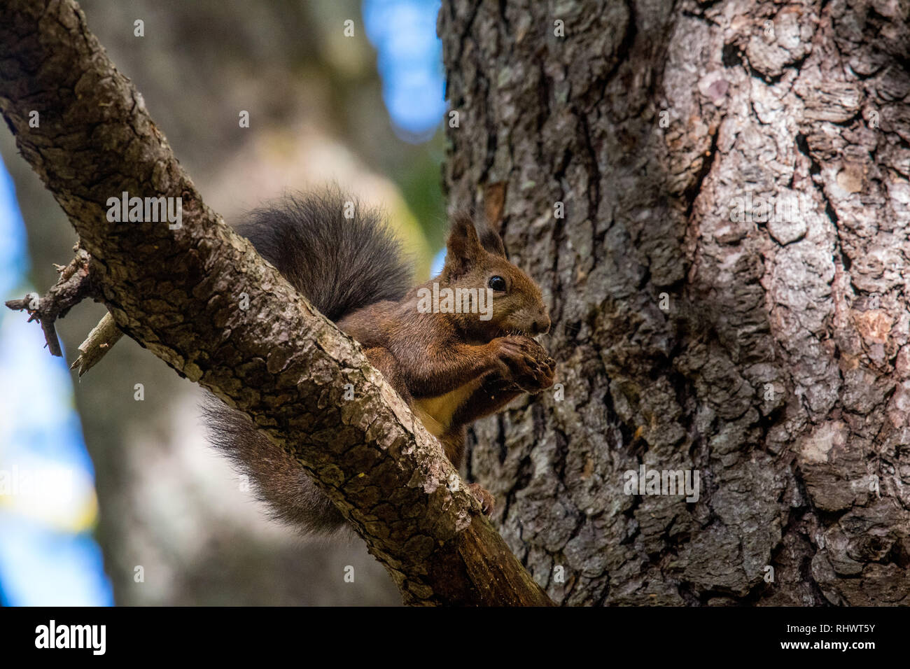 a feeding squirrel in the wild heart of Hokkaido Stock Photo