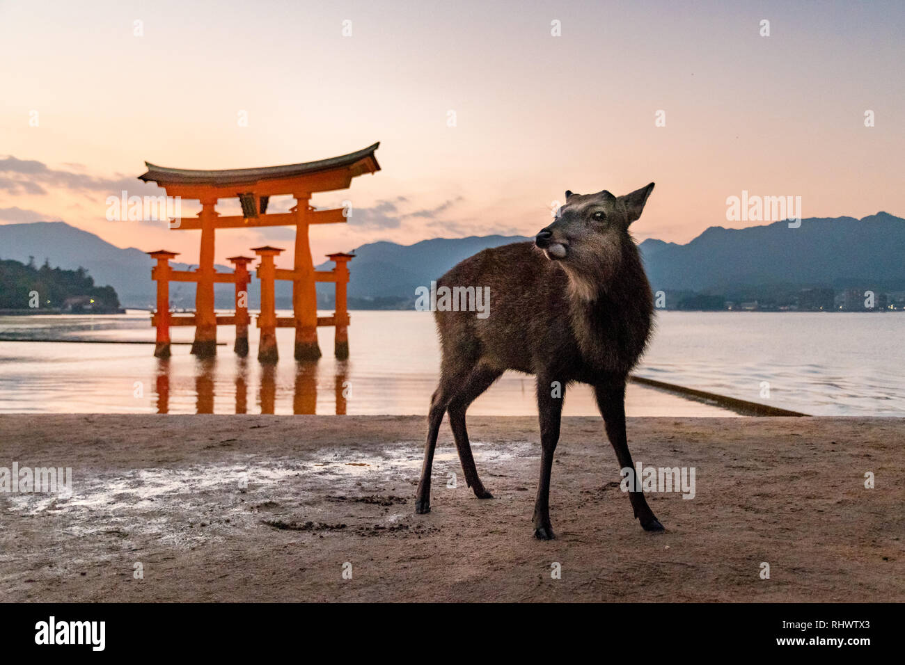 Itsukushima is famous for the Itsukushima Shrine, a UNESCO World Heritage Site. According to records, the shrine was established in the time of Empres Stock Photo