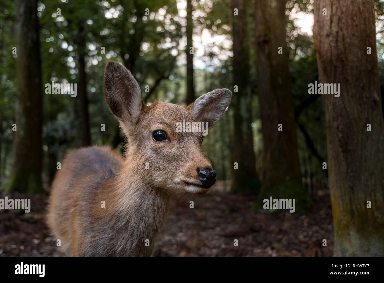 deer fawn in Nikko Park Stock Photo
