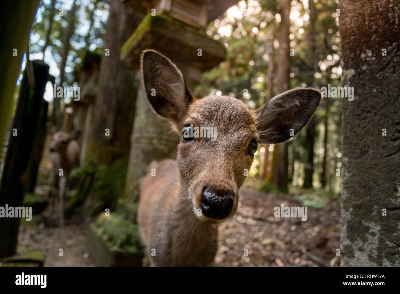 curious deer fawn in Nikko Park Stock Photo