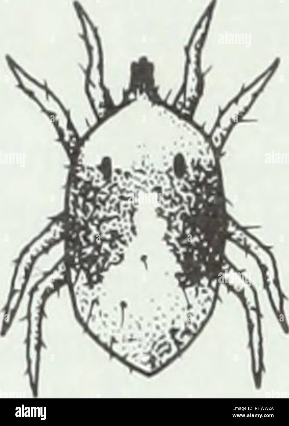 . Beneficial insects and mites. Mites; Pests; Insects. Figure 8. A) A