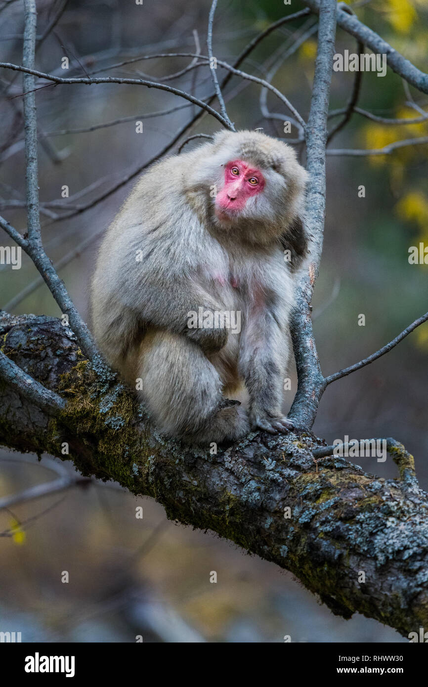 red faced Japanese macaque (Macaca fuscata) also known as snow monkey in Kamikochi. Kamikochi is located in the Japanese Alps of Chubu Sangaku Nationa Stock Photo