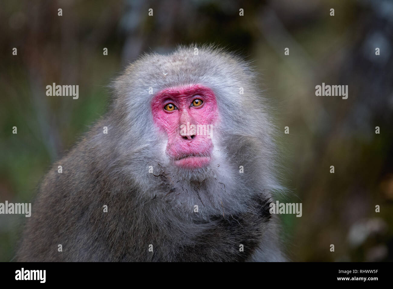 red faced Japanese macaque (Macaca fuscata) also known as snow monkey in Kamikochi. Kamikochi is located in the Japanese Alps of Chubu Sangaku Nationa Stock Photo