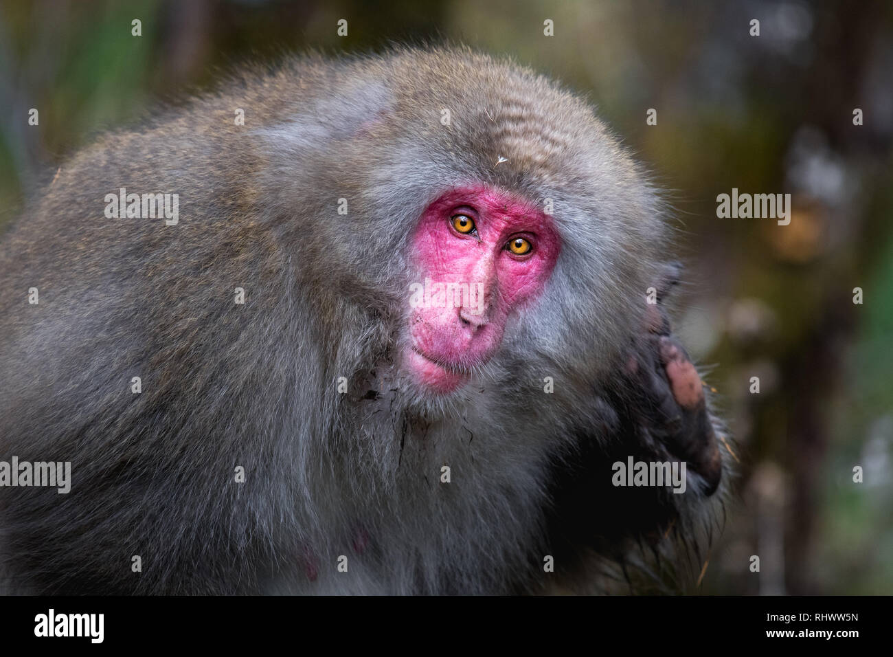 red faced snow monkey in Kamikochi, Japanese Alps of Chubu Sangaku