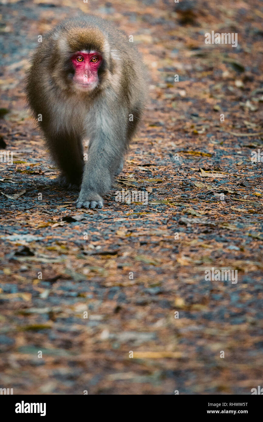 red faced snow monkey in Kamikochi, Japanese Alps of Chubu Sangaku National Park Stock Photo