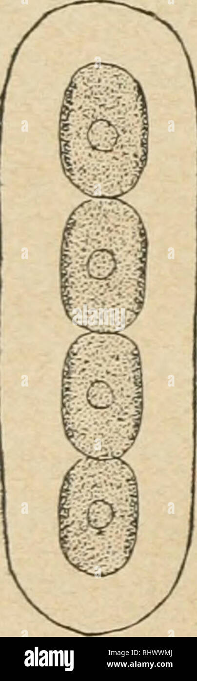 . Beitrge zur Kryptogamenflora der Schweiz. 270 Le genre GloeotÃ¼a KÃ¼tz., etudie par Borzi, doit se placer ici, ses cellules sont etroites; le chromatophore en plaque parietale dans une cellule allongee; lors de la multiplication, les zoospores sortent par dis- solution des membranes. C'est egalement ici que doit se placer une algue planktonique, le Gl. Spirale Chod., que Lemmermann avait considere comme un Lynffhya. Les cellules sont depourvues de pyrenoide et les filaments tres constamment spirales. (Fig. 147). (Etang du Danemark). Ilormospora Breb. (1840).. â -I g^ Mem. Soc. Falaise 1840 e Stock Photo