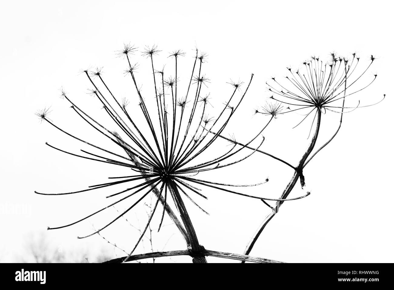 Black and white dandelion Stock Photo - Alamy