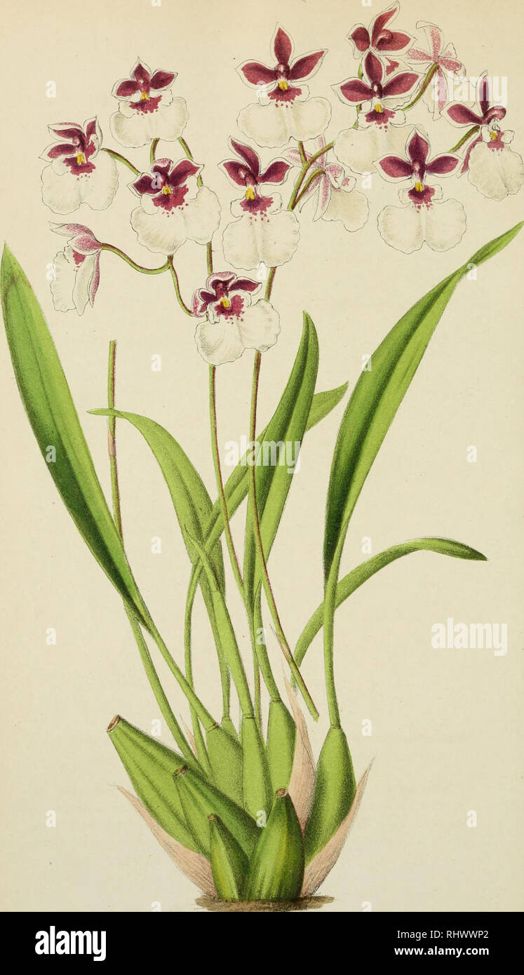 . Belgique horticole. Plants. ONCIDIUM NUBIJENUM LINDLEY. Please note that these images are extracted from scanned page images that may have been digitally enhanced for readability - coloration and appearance of these illustrations may not perfectly resemble the original work.. Lige Stock Photo