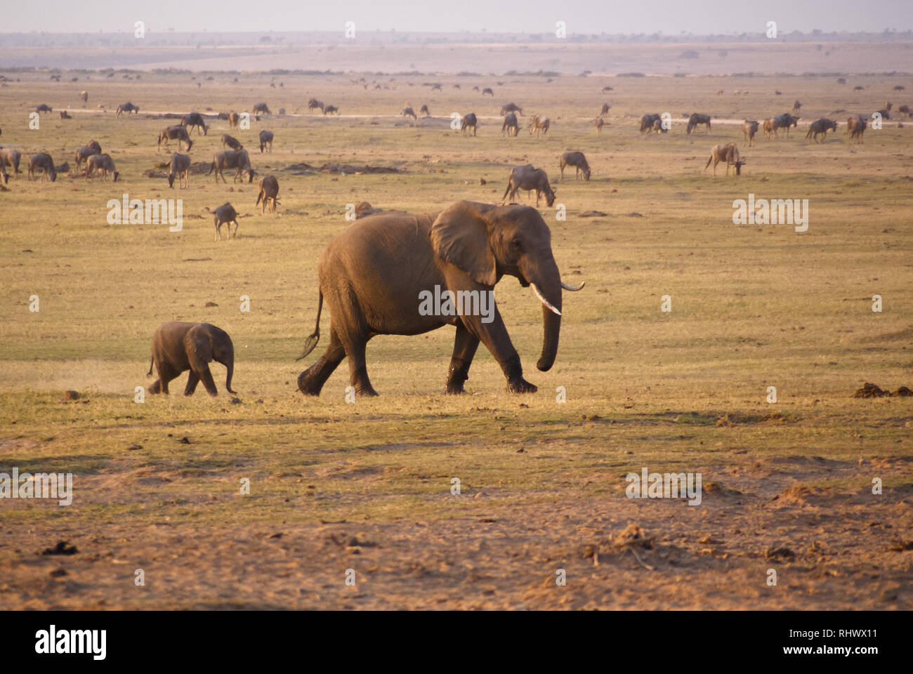 Elephant herd in Amboseli National Park Stock Photo